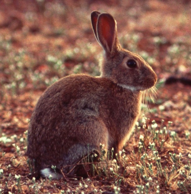 RabbitScan > to RabbitScan for the ACT